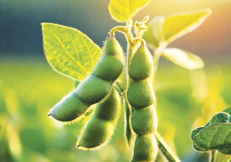 From soybean to textured soy protein