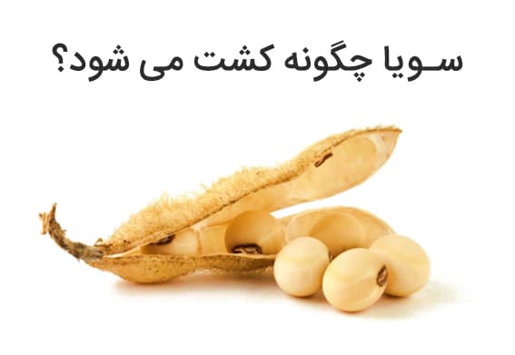 سویا چگونه کشت میشود؟