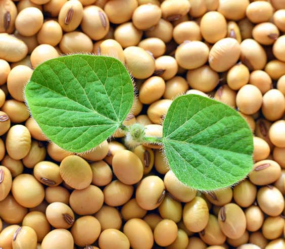 جوانه‌ی سویا روی دانه‌های سویا